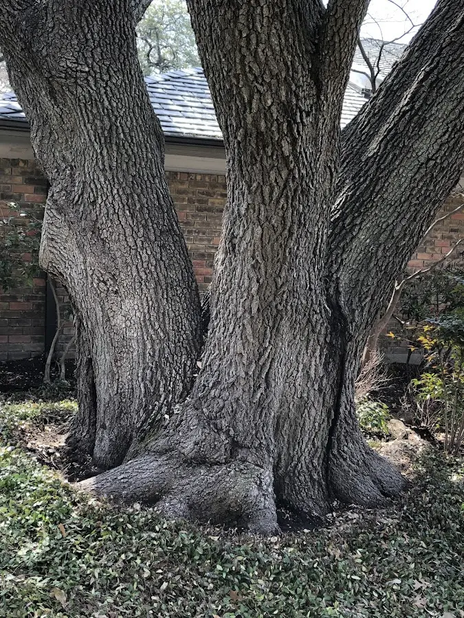 Mature heritage tree close to a Winfield property cared for by certified arborists